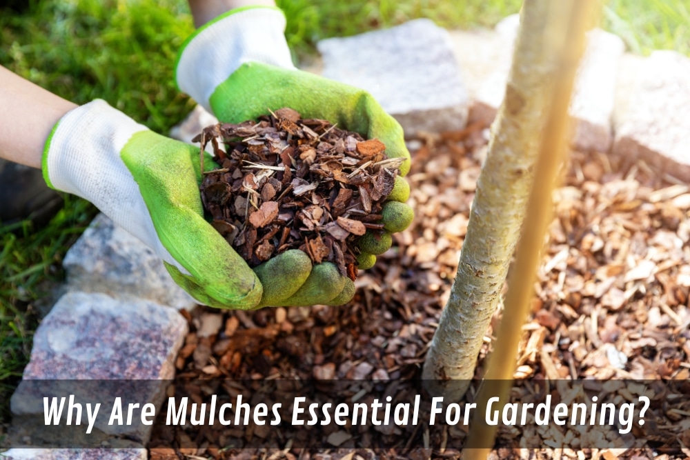 Image presents Why Are Mulches Essential For Gardening
