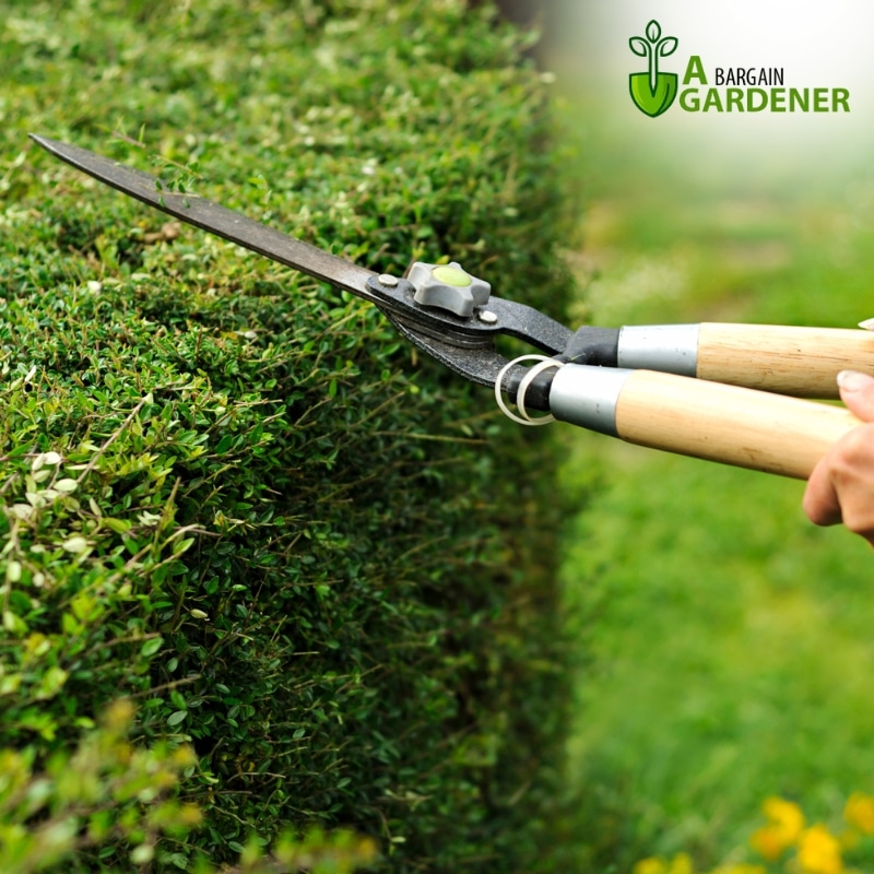 Image presents Reliable Hedge Trimming Services That Will Make Your Yard Look Amazing