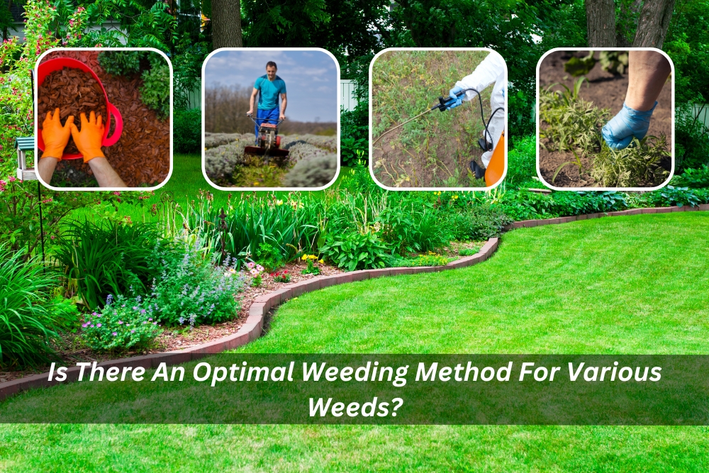 Image presents Is There An Optimal Weeding Method For Various Weeds