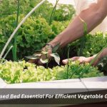 Image presents Is A Raised Bed Essential For Efficient Vegetable Growth