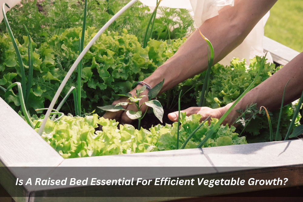Image presents Is A Raised Bed Essential For Efficient Vegetable Growth