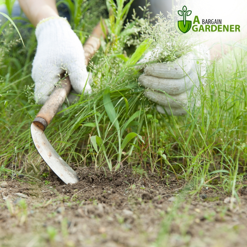Professional weeder provide weeding services by removing unwanted plants from a garden bed to keep the landscape beautiful and healthy
