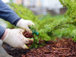 Hands mulching garden bed, highlighting how mulching reduces the best time to weed your garden.