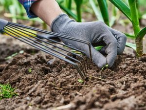 Gloved hand using a rake to weed soil, showing the best time to weed your garden efficiently.