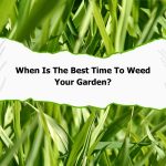 Graphic with greenery, featuring text "When Is The Best Time To Weed Your Garden?" emphasizing weeding advice.