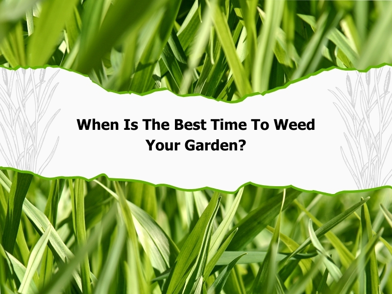 Graphic with greenery, featuring text "When Is The Best Time To Weed Your Garden?" emphasizing weeding advice.