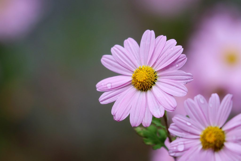 image presents Gardener Abbotsford