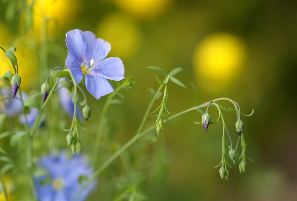 image presents Gardener Cambridge Park