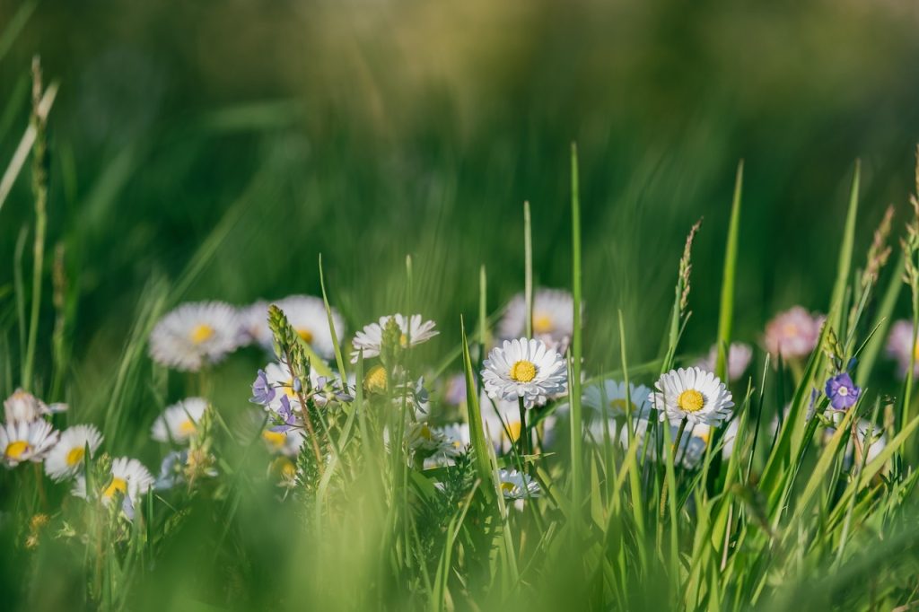 image presents Gardener Englorie Park