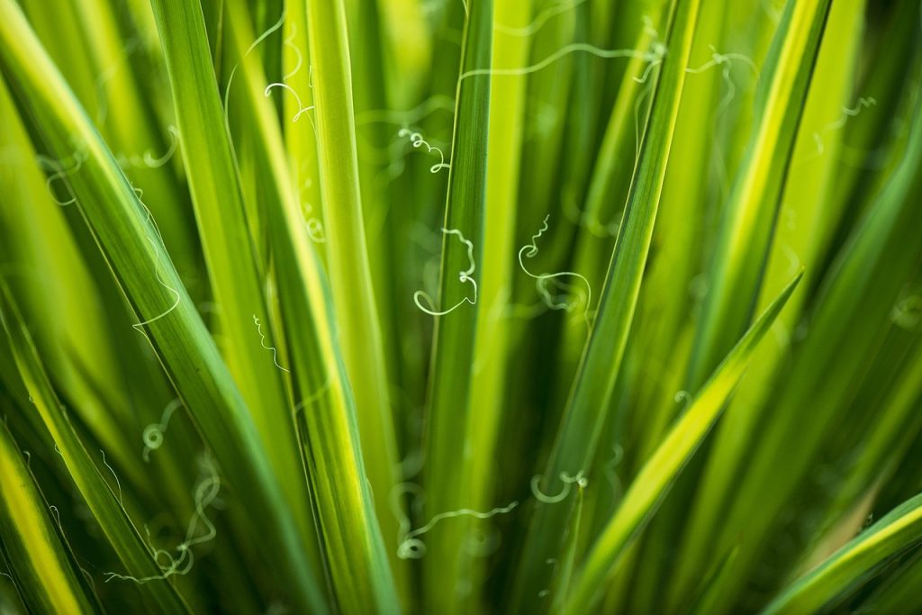 image presents Gardener Kellyville