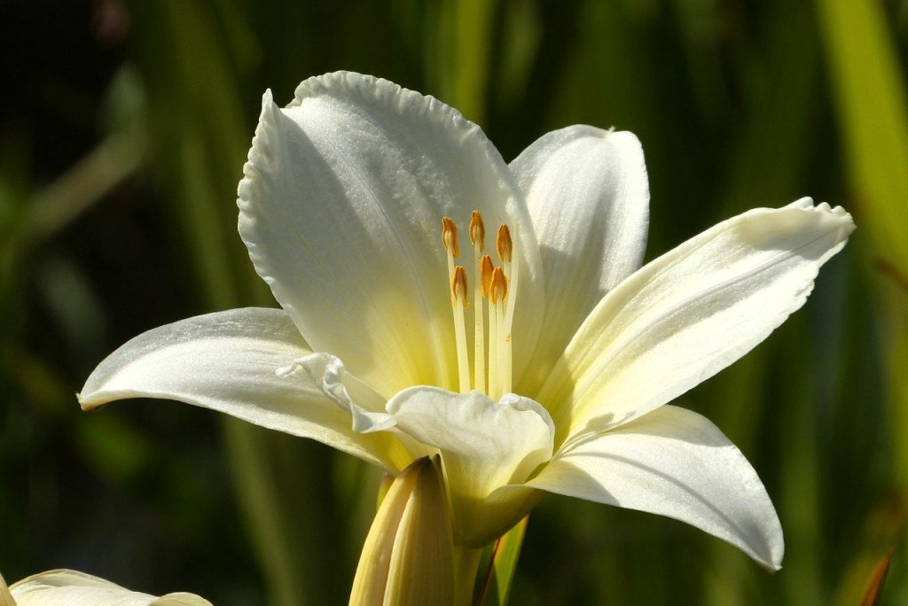 image presents Gardener Queenscliff