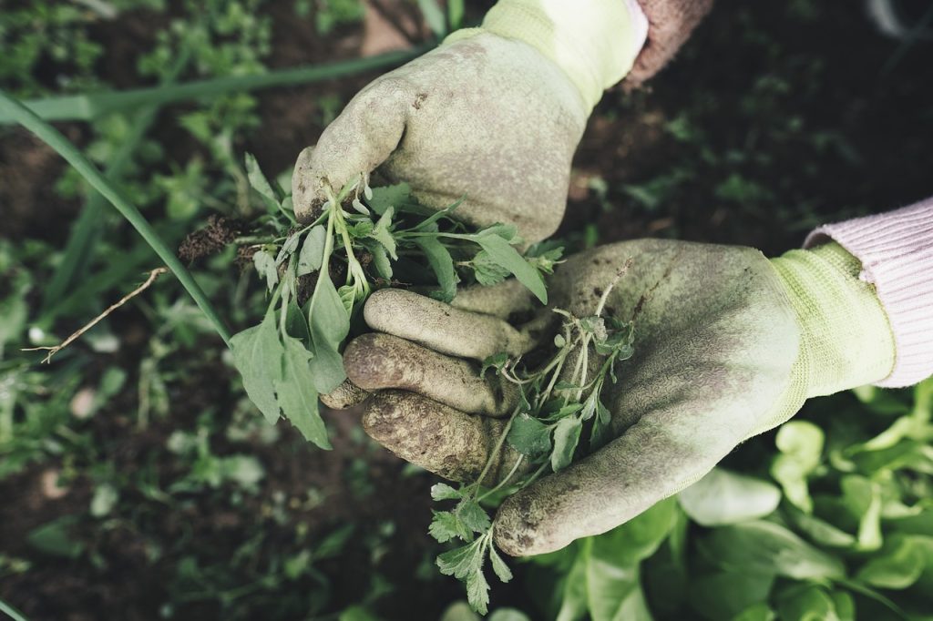 image presents Gardener Taren Point