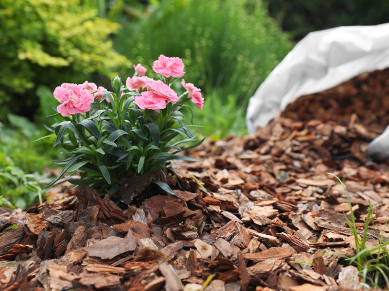 Pink dianthus growing in mulch, a method for controlling weeds organically.