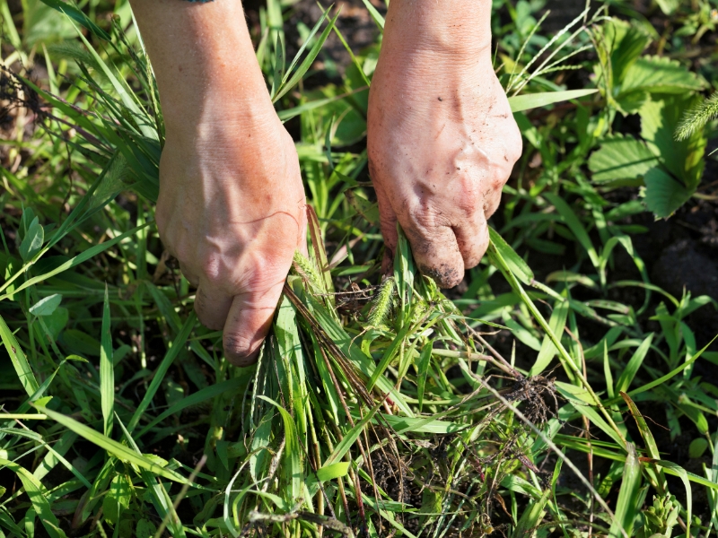 Two hands pulling out weeds, controlling weeds organically in a garden bed.
