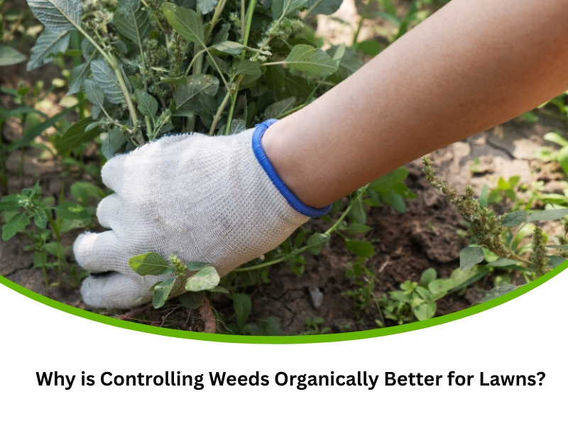A gloved hand pulling weeds from soil, illustrating controlling weeds organically for a healthier lawn.
