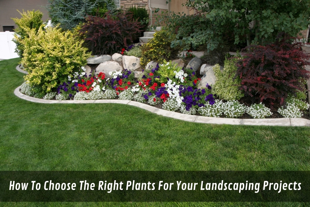 Image presents How To Choose The Right Plants For Your Landscaping Projects
