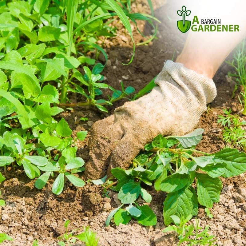 Image presents Get Your Garden Weed-Free with Our Professional Garden Weeding Services