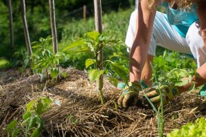 Image presents How does mulching benefit autumn vegetables