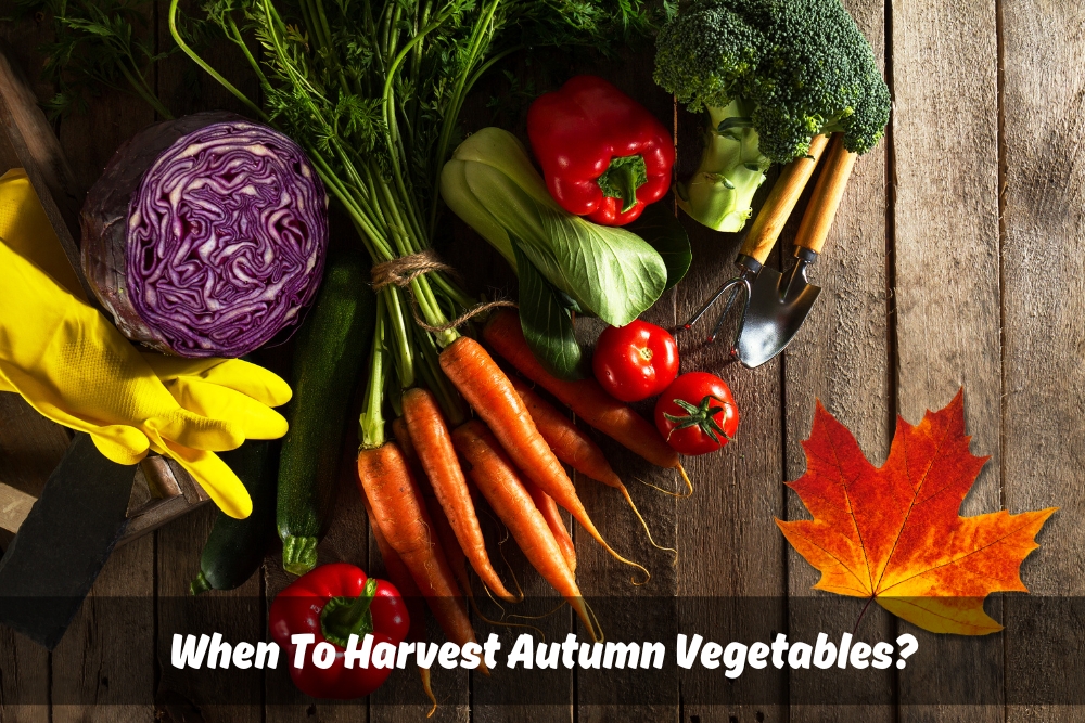 Image presents When To Harvest Autumn Vegetables