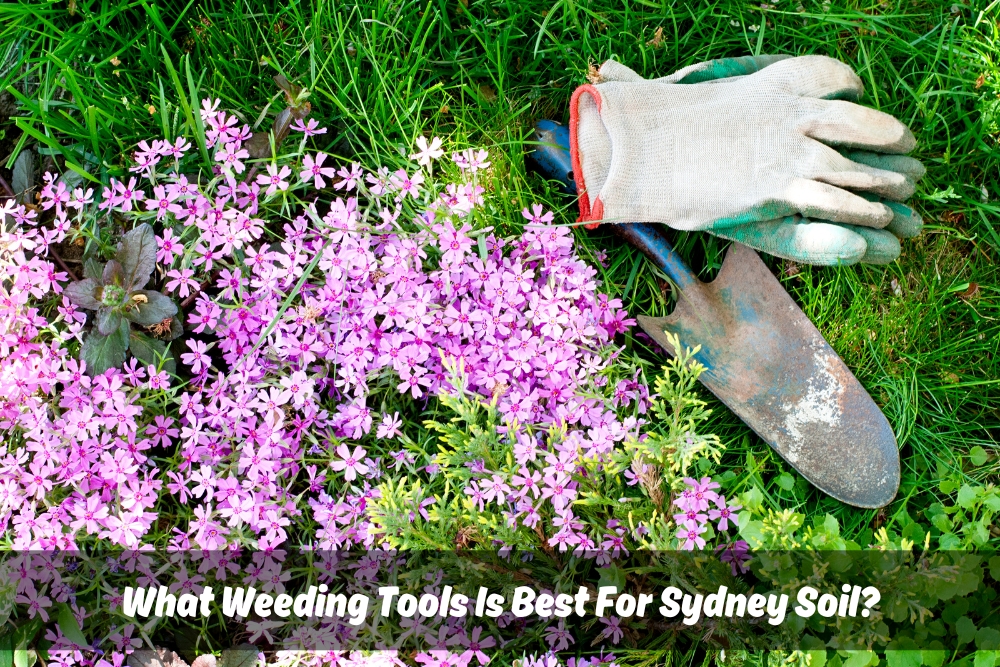 A close-up photo of a gardening glove and a shovel lying on top of a bed of purple flowers. The text overlay reads "What Weeding Tools Is Best For Sydney Soil?"