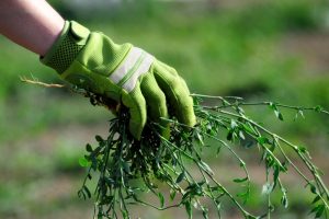 a Hand wearing green gloves triumphantly grip a handful of weeds pulled from the soil by their roots. Highlighting the effectiveness of weeding tools.