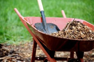 Red wheelbarrow filled with organic mulch and a shovel, ready for application to prevent weeds