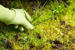 A hand wearing a green glove pulling a grassy weed from a mossy lawn, illustrating the process of identifying and removing various lawn weed varieties.