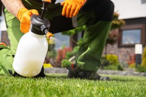 A person wearing orange gloves and green pants using a sprayer to apply herbicide on a lawn, demonstrating the control of aggressive lawn weed varieties.