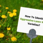 A lawn with yellow dandelion weeds in the background and a sign in the foreground that reads 'How To Identify Aggressive Lawn Weed Varieties?' focusing on the identification of various lawn weed varieties.