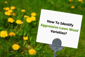 How To Identify Aggressive Lawn Weed Varieties?