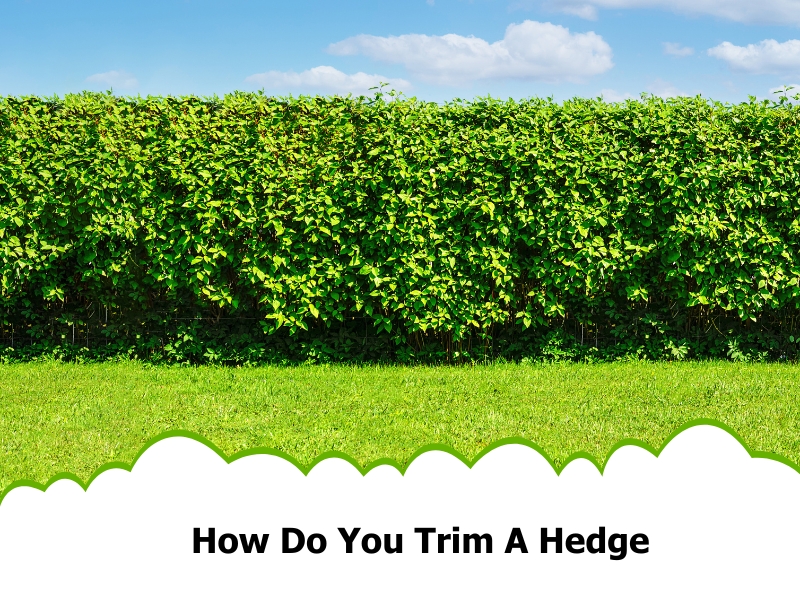 Lush green hedge with blue sky background, question 'How Do You Trim A Hedge' in bold letters below.