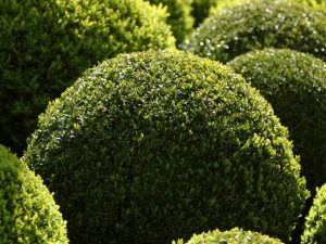 Neatly trimmed round hedges, image depicting how to trim a hedge.