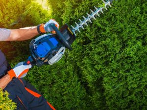 Gardener using hedge trimmer on dense green hedge, image showing how do you trim a hedge