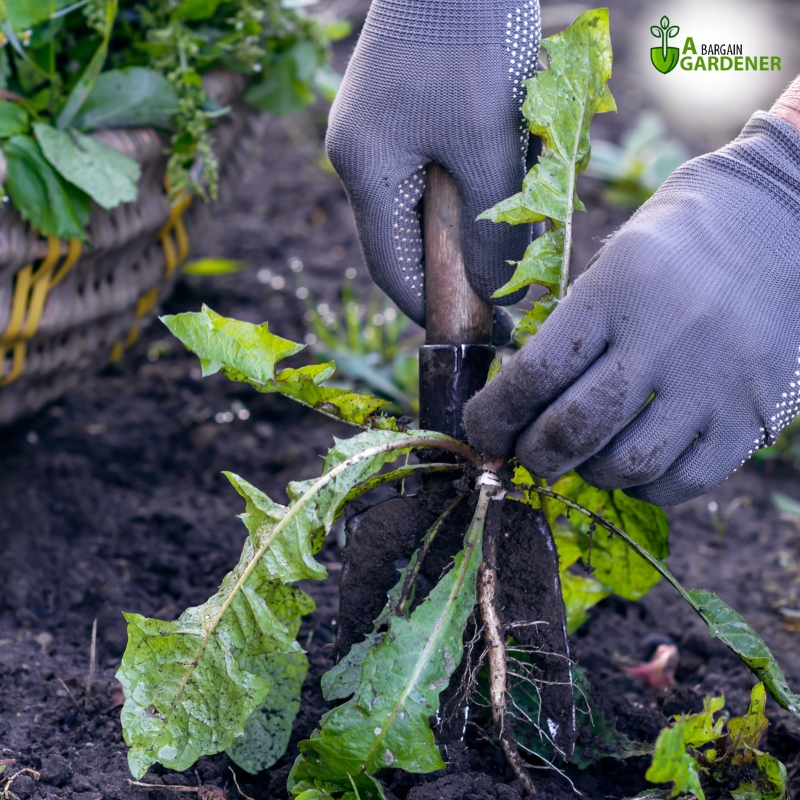 Gardener using a small tool to remove weeds from the soil, showcasing professional weeding services with precision.