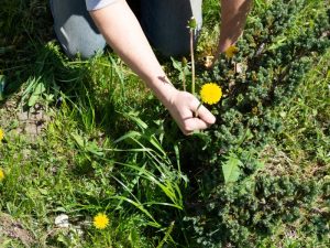 A garden bed overrun with weeds, highlighting the severity of the infestation.