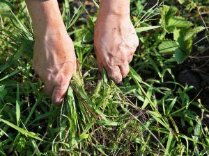 A close-up image of a garden bed heavily infested with weeds, highlighting the severity of the weed infestation problem.