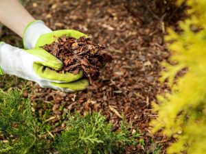 A garden using summer mulch to maintain healthy soil and protect plants from the harsh heat of Sydney summers.