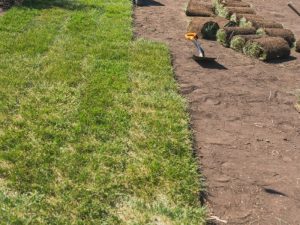 A well-maintained lawn showcasing different types of turf.