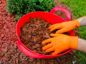 A garden with healthy plants protected by summer mulch, keeping soil hydrated and reducing weed growth during hot weather.