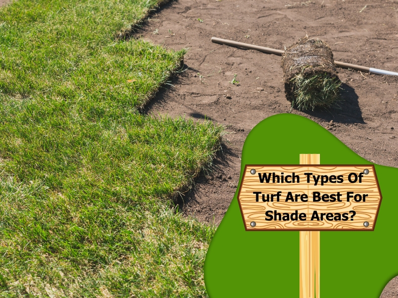 A visual guide to different types of turf grass, including popular varieties like Couch, Kikuyu, and Zoysia.