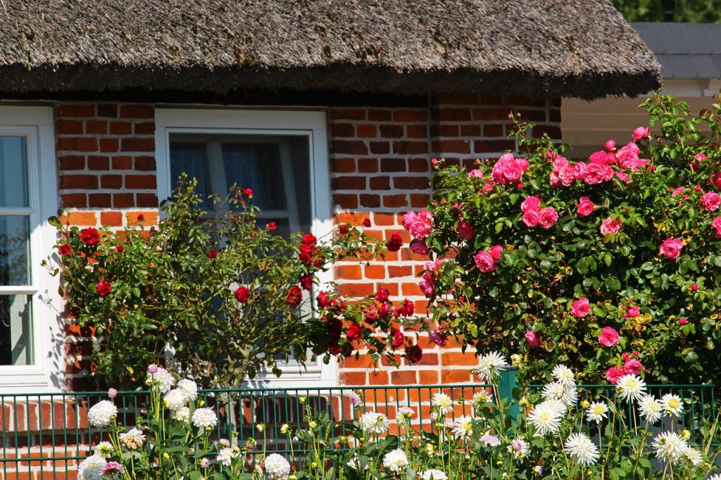 image presents Gardener Camellia