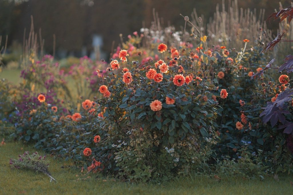 image presents Gardener Curl Curl