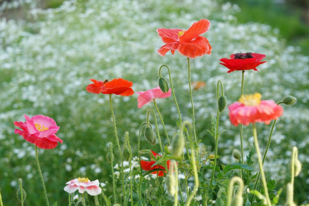 image presents Gardener Eastern Creek