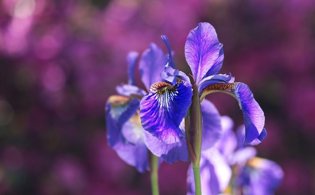 image presents Gardener Oxley Park