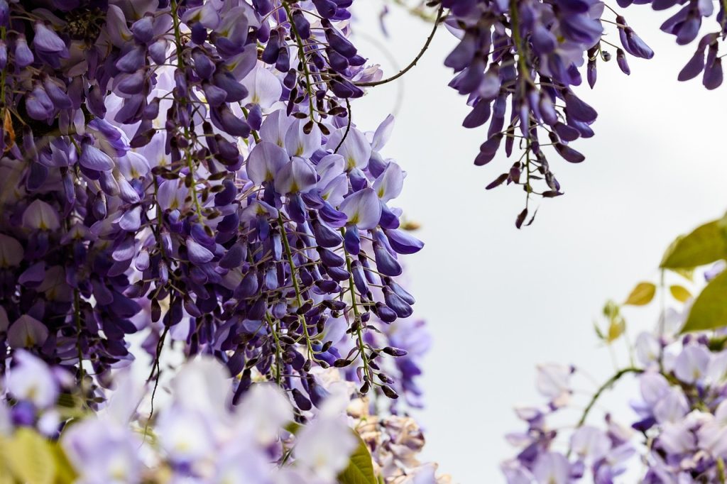 image presents Gardener Silverwater