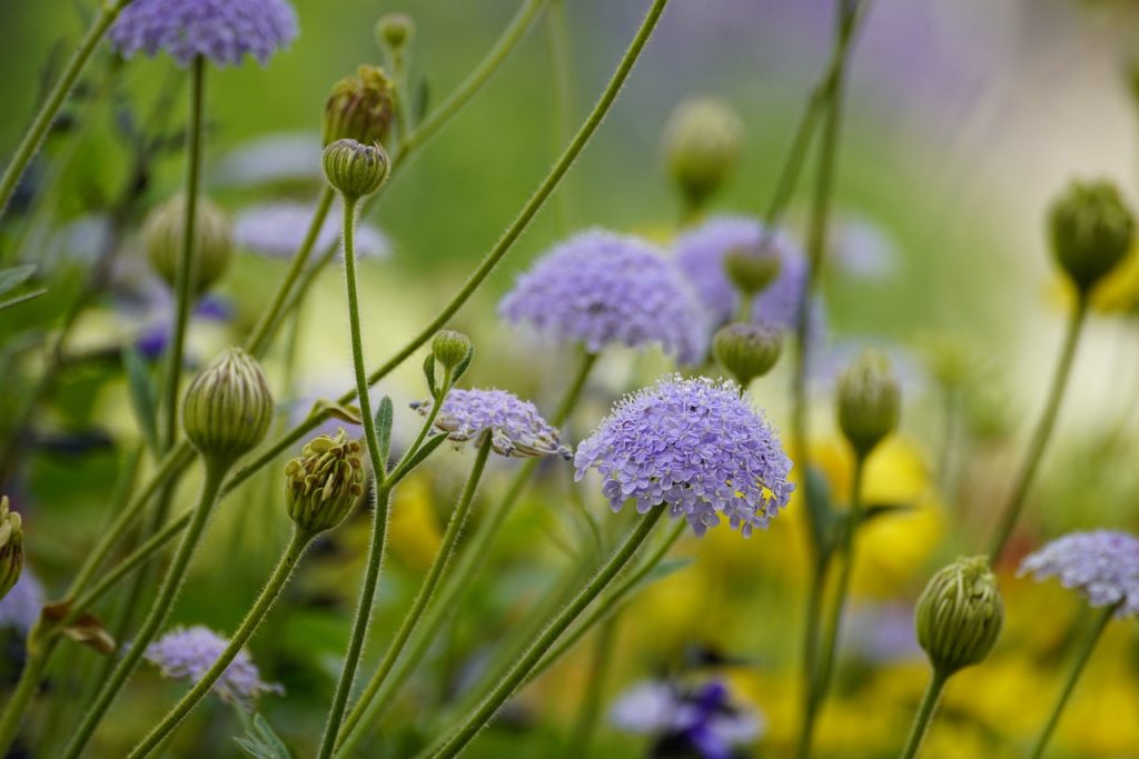image presents Gardener Waverton