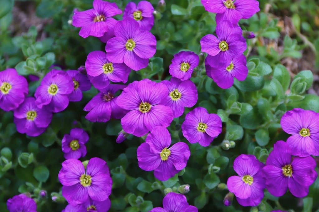 image presents Gardener Woolloomooloo
