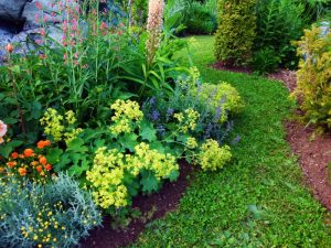 A vibrant garden with lush green plants, contrasting with dry patches, showing signs of plants not thriving.