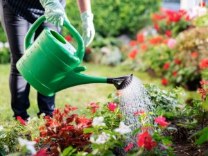 A gardener watering blooming flowers, but overwatering can lead to plants not thriving due to root rot.