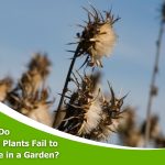 Withered plants in dry conditions, illustrating common reasons for plants not thriving in gardens.